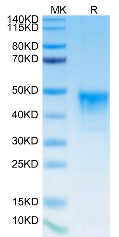 Biotinylated Human MSLN on Tris-Bis PAGE under reduced condition. The purity is greater than 95%.