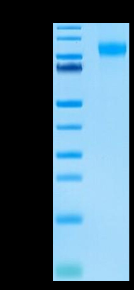 Biotinylated Human E-selectin on Tris-Bis PAGE under reduced condition. The purity is greater than 95%.