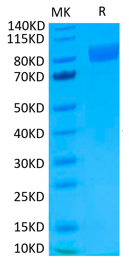 Biotinylated Human IL-17R alpha on Tris-Bis PAGE under reduced condition. The purity is greater than 95%.