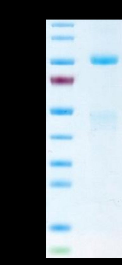 Biotinylated Human HGF R on Tris-Bis PAGE under reduced condition. The purity is greater than 95%.