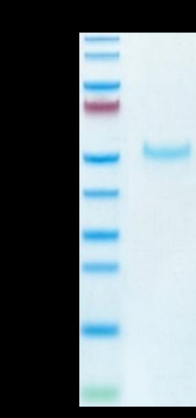 Cynomolgus PVRIG on Tris-Bis PAGE under reduced condition. The purity is greater than 95%.