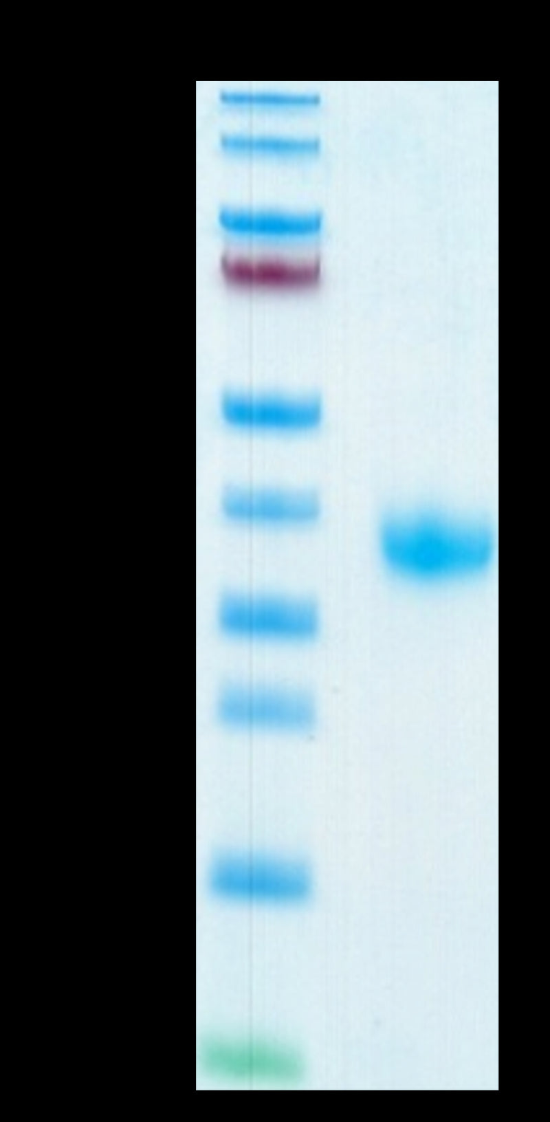 SARS-COV-2 Spike RBD on Tris-Bis PAGE under reduced condition. The purity is greater than 95%.