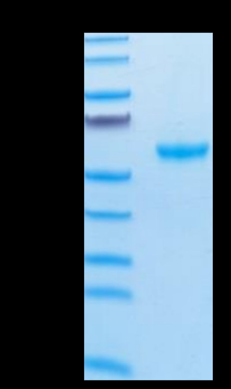 Cynomolgus APRIL Trimer on Tris-Bis PAGE under reduced condition. The purity is greater than 95%.