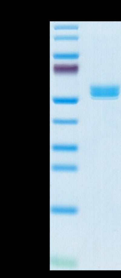 Biotinylated Cynomolgus BAFF Trimer on Tris-Bis PAGE under reduced condition. The purity is greater than 95%.