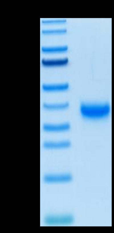 Biotinylated SARS-COV-2 Spike RBD on Tris-Bis PAGE under reduced condition. The purity is greater than 95%.