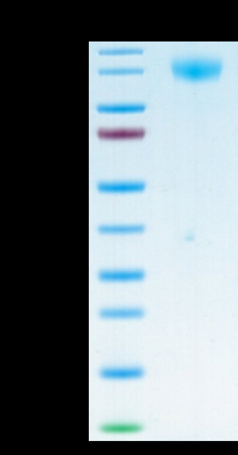 Biotinylated SARS-COV-2 Spike S1 on Tris-Bis PAGE under reduced condition. The purity is greater than 95%.