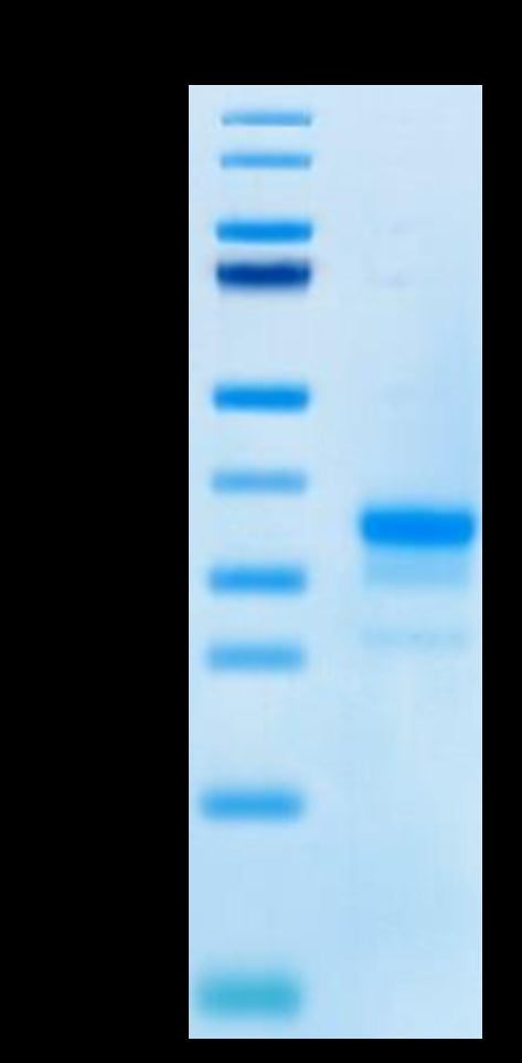 Cynomolgus CD40 on Tris-Bis PAGE under reduced condition. The purity is greater than 95%.