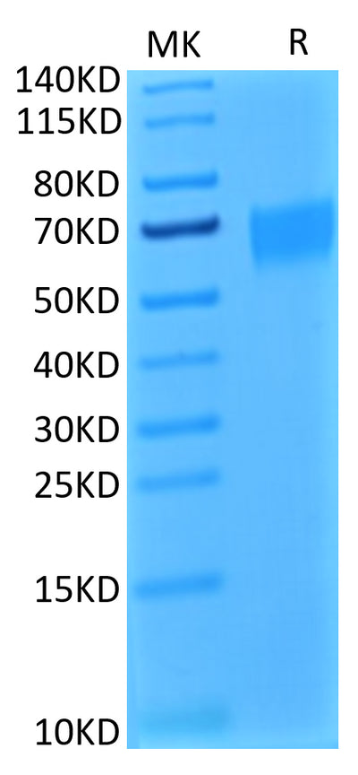 Biotinylated Human IL-17R alpha on Tris-Bis PAGE under reduced condition. The purity is greater than 95%.