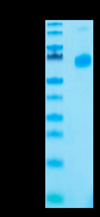 Human CD27 Ligand Trimer on Tris-Bis PAGE under reduced condition. The purity is greater than 95%.