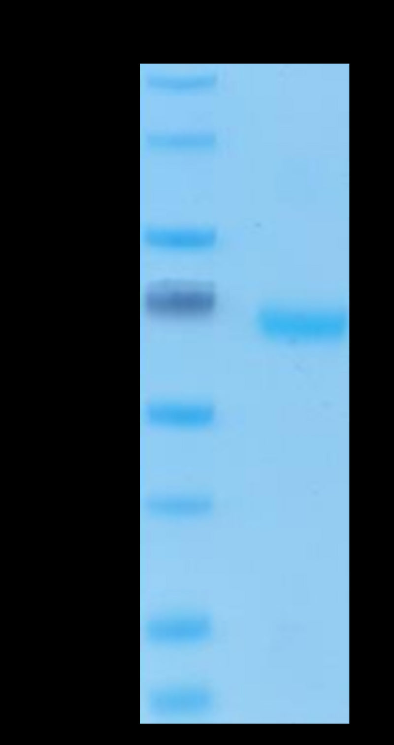 Human EpCAM on Tris-Bis PAGE under reduced condition. The purity is greater than 95%..