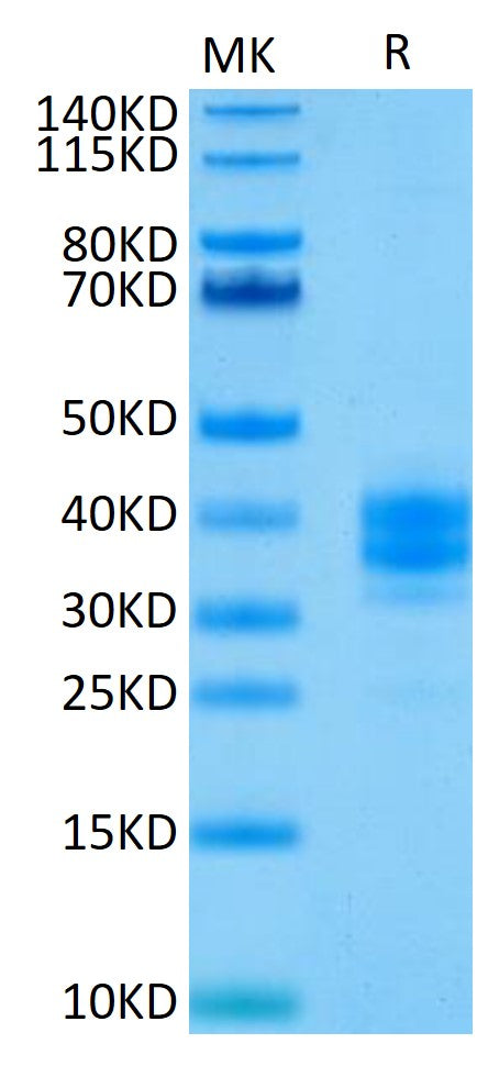 Human EpCAM on Tris-Bis PAGE under reduced condition. The purity is greater than 95%..