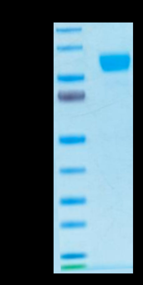 Biotinylated Human Her2 on Tris-Bis PAGE under reduced condition. The purity is greater than 95%.