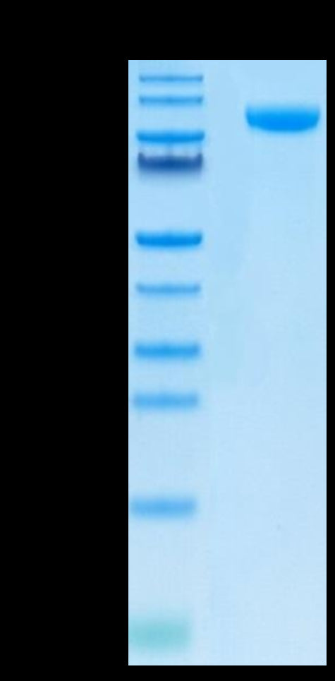 Human B7-H3 (4Ig) on Tris-Bis PAGE under reduced condition. The purity is greater than 95%.