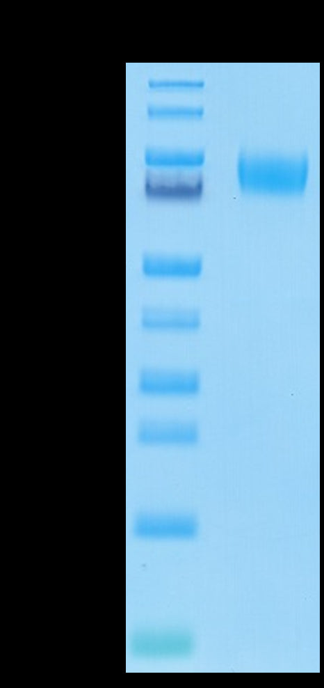 Human B7-H3 (4Ig) on Tris-Bis PAGE under reduced condition. The purity is greater than 95%.