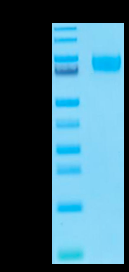 Biotinylated Human B7-H3 (4Ig) on Tris-Bis PAGE under reduced condition. The purity is greater than 95%.