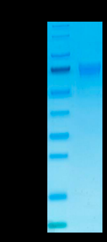 Human NKp46 on Tris-Bis PAGE under reduced condition. The purity is greater than 95%.