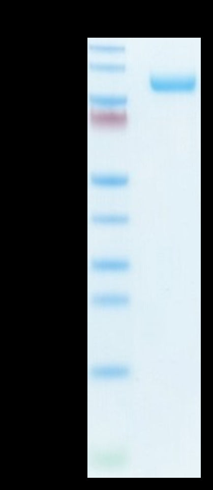 Biotinylated Mouse CDCP1 on Tris-Bis PAGE under reduced condition. The purity is greater than 95%.