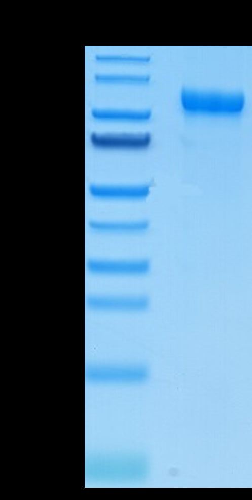 Mouse CDCP1 on Tris-Bis PAGE under reduced condition. The purity is greater than 95%.