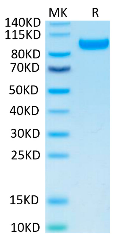 Human CDCP1 on Tris-Bis PAGE under reduced condition. The purity is greater than 95%.