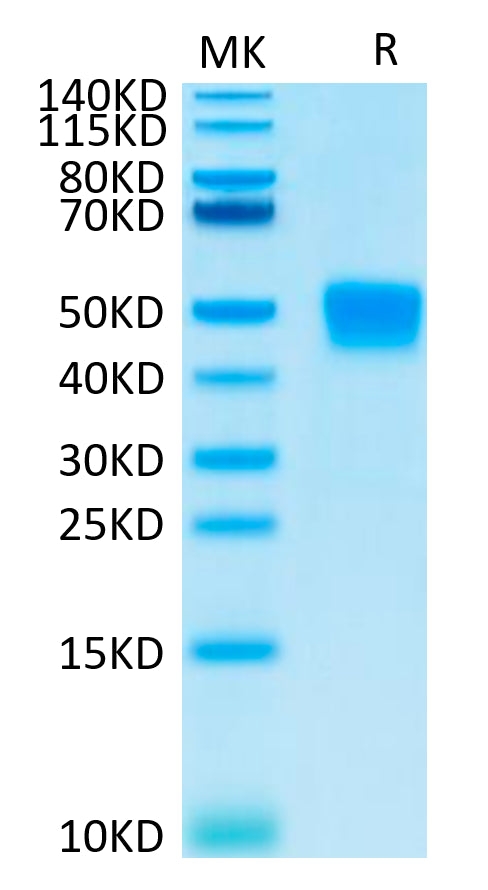 Mouse MSLN on Tris-Bis PAGE under reduced condition. The purity is greater than 95%.