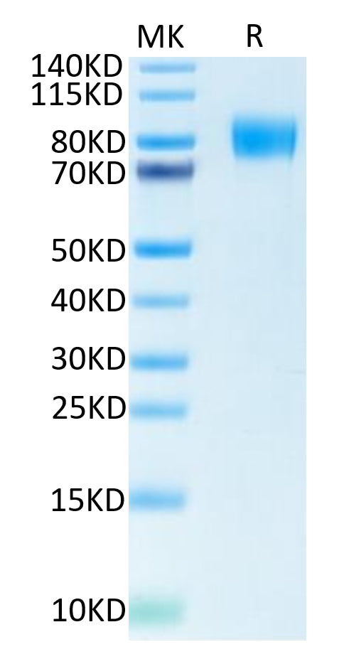 Biotinylated Human M-CSF R on Tris-Bis PAGE under reduced condition. The purity is greater than 95%.