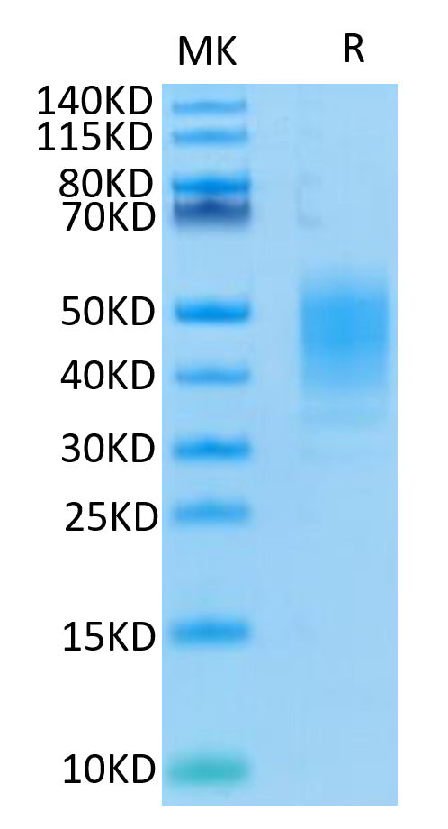 Human CLEC12A on Tris-Bis PAGE under reduced condition. The purity is greater than 95%.