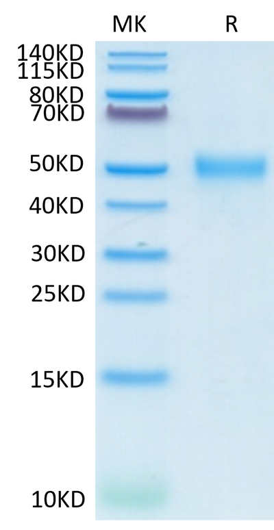 Cynomolgus CD24 on Tris-Bis PAGE under reduced conditions. The purity is greater than 95%.