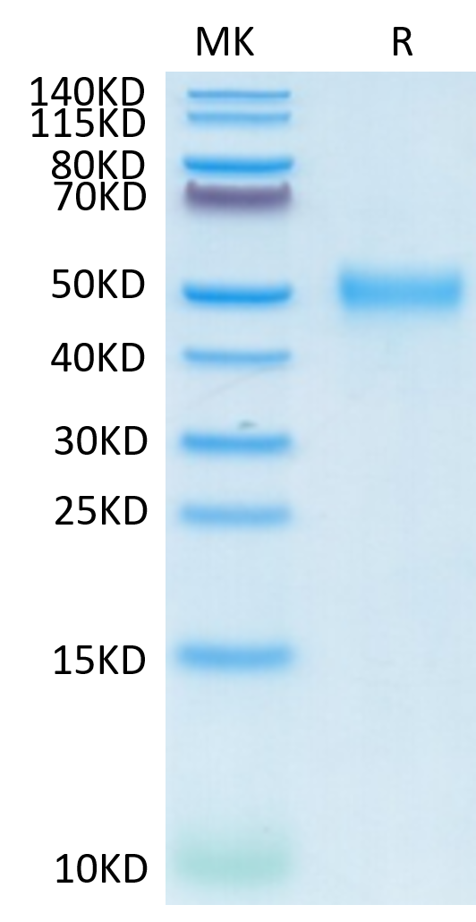 Cynomolgus CD24 on Tris-Bis PAGE under reduced conditions. The purity is greater than 95%.