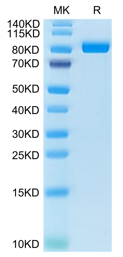 Cynomolgus FAP on Tris-Bis PAGE under reduced condition. The purity is greater than 95%.