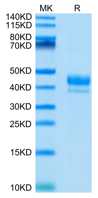 Human CD3E 1-27 on Tris-Bis PAGE under reduced condition. The purity is greater than 95%.