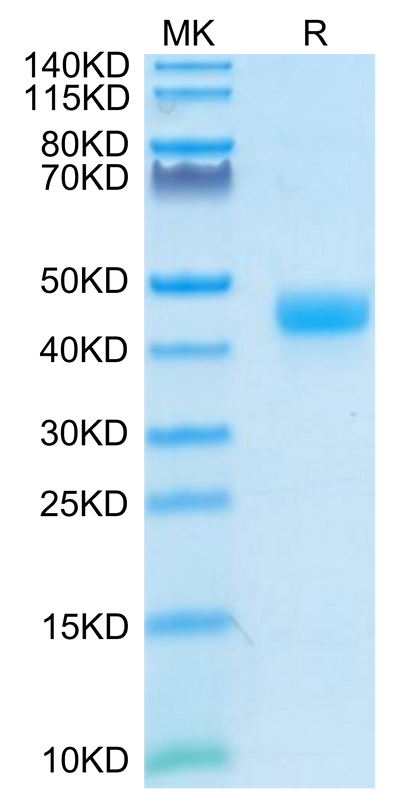 Cynomolgus CD3E 1-27 on Tris-Bis PAGE under reduced condition. The purity is greater than 95%.