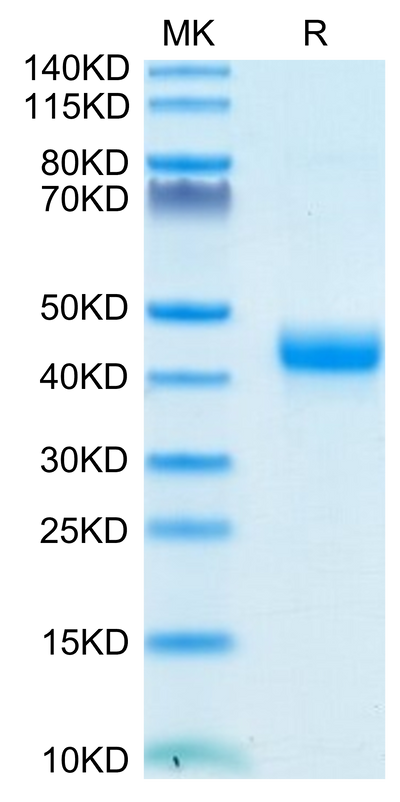 Biotinylated Cynomolgus CD3E 1-27 on Tris-Bis PAGE under reduced condition. The purity is greater than 95%.