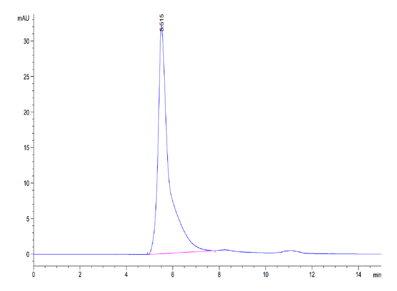 Cynomolgus CD24 VLP on Tris-Bis PAGE under reduced conditions. The purity is greater than 90%.