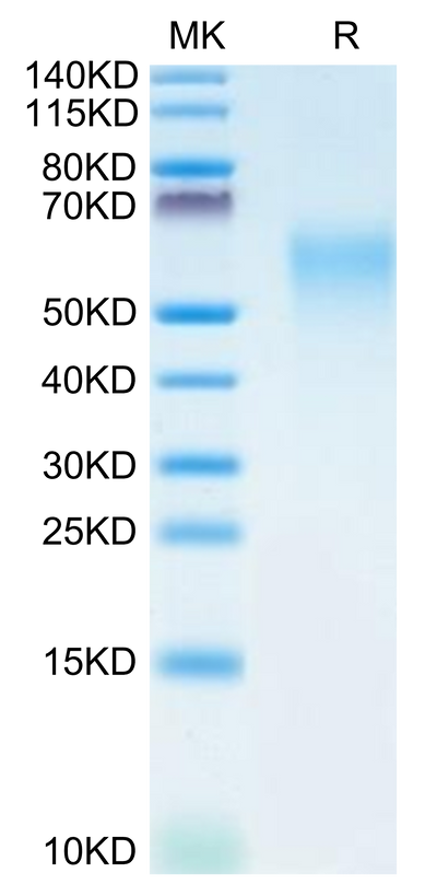 Human CRTAM on Tris-Bis PAGE under reduced condition. The purity is greater than 95%.