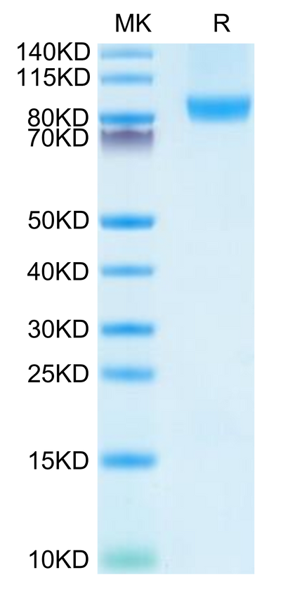 Human CD31 on Tris-Bis PAGE under reduced condition. The purity is greater than 95%.