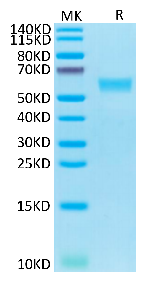 Human Fas on Tris-Bis PAGE under reduced condition. The purity is greater than 95%.