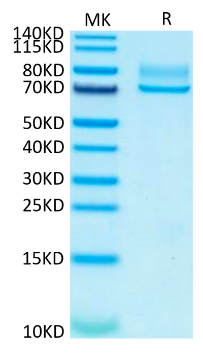 Human Syndecan-1 on Tris-Bis PAGE under reduced condition. The purity is greater than 95%.