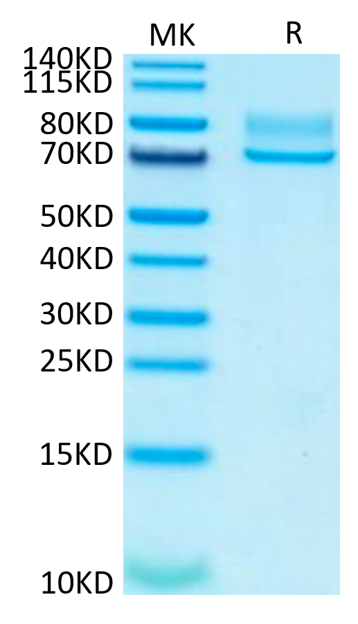 Human Syndecan-1 on Tris-Bis PAGE under reduced condition. The purity is greater than 95%.