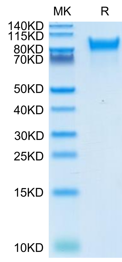 Human Her4 on Tris-Bis PAGE under reduced condition. The purity is greater than 95%.