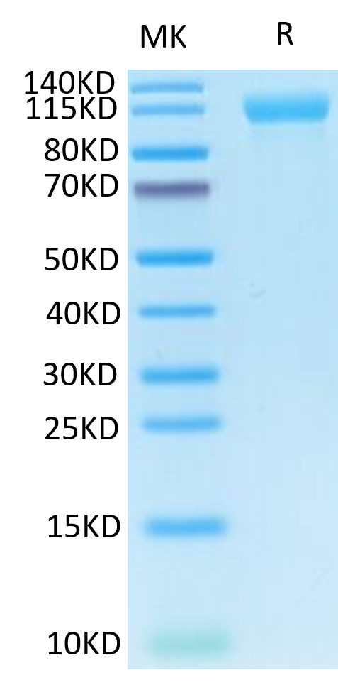 Human Her4 on Tris-Bis PAGE under reduced condition. The purity is greater than 95%.