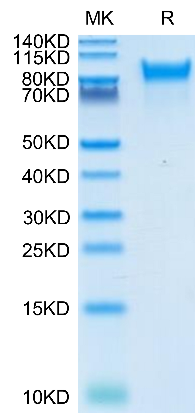 Human Her4 on Tris-Bis PAGE under reduced condition. The purity is greater than 95%.