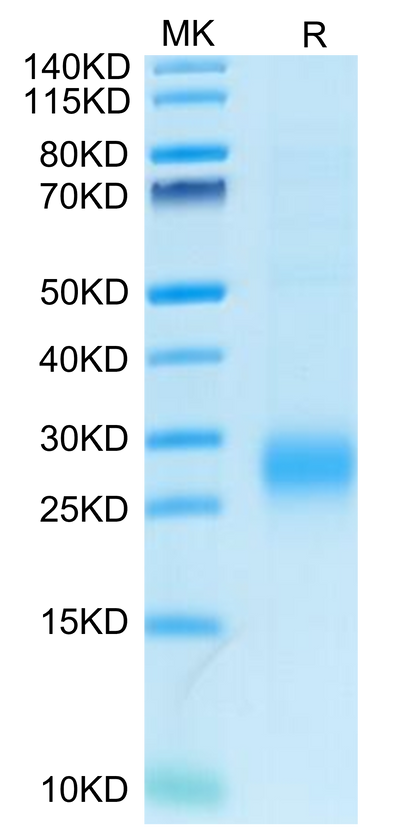 Human ALK-1/ACVRL1 on Tris-Bis PAGE under reduced condition. The purity is greater than 95%.