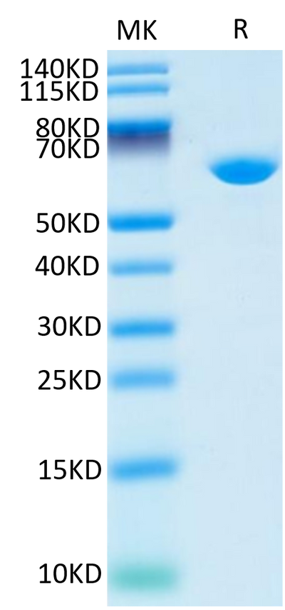 Cynomolgus Serum Albumin on Tris-Bis PAGE under reduced condition. The purity is greater than 95%.