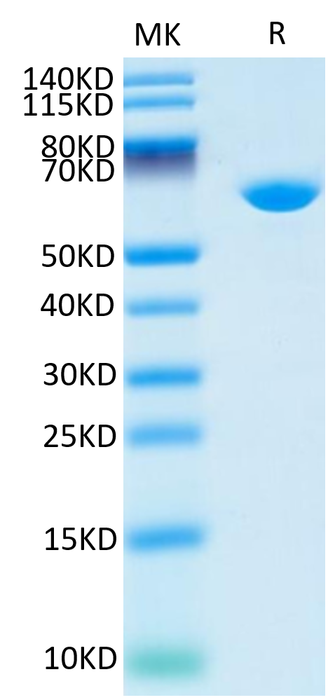 Cynomolgus Serum Albumin on Tris-Bis PAGE under reduced condition. The purity is greater than 95%.