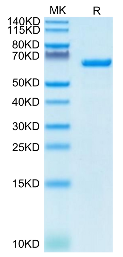 Human Serum Albumin on Tris-Bis PAGE under reduced condition. The purity is greater than 95%.