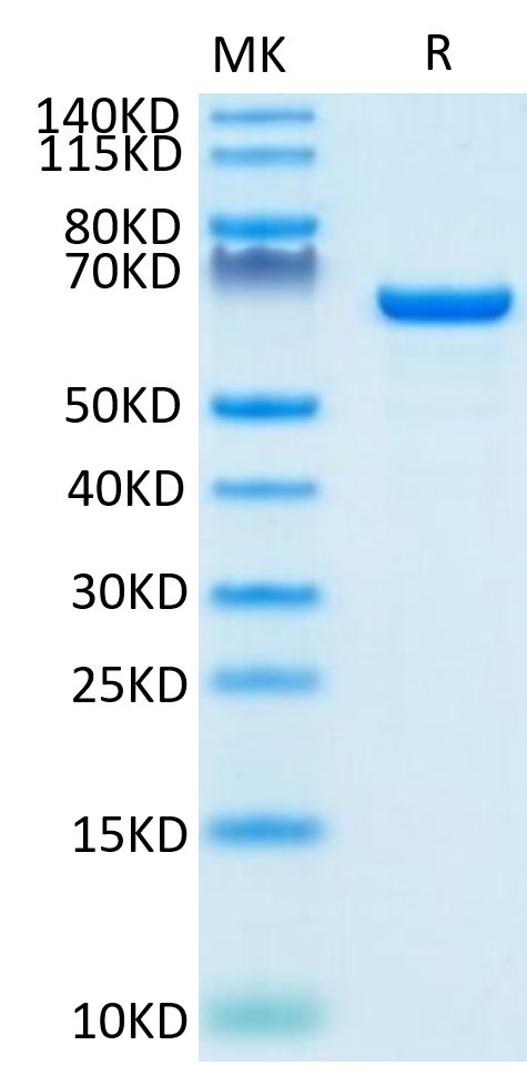 Biotinylated Human Serum Albumin on Tris-Bis PAGE under reduced condition. The purity is greater than 95%.