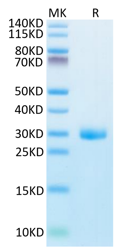 Human BTN3A1 on Tris-Bis PAGE under reduced condition. The purity is greater than 95%.