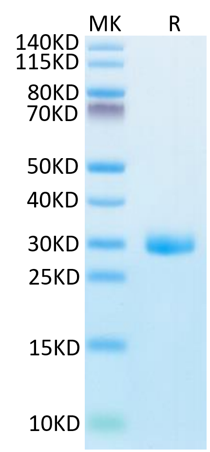 Human BTN3A1 on Tris-Bis PAGE under reduced condition. The purity is greater than 95%.