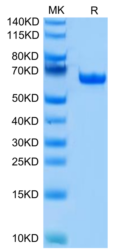 Human BTN1A1 on Tris-Bis PAGE under reduced condition. The purity is greater than 95%.