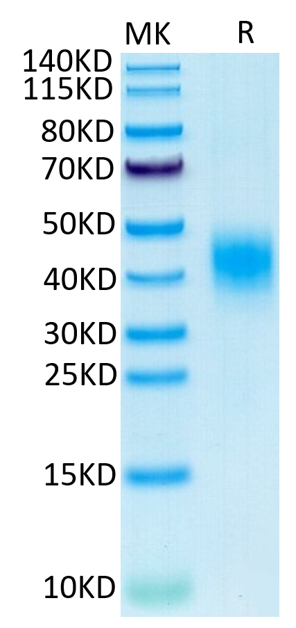 Cynomolgus CLEC12A on Tris-Bis PAGE under reduced condition. The purity is greater than 95%.